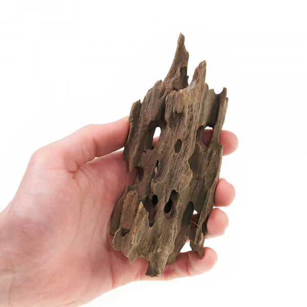 Drachenwurzel XS | für Wabi-Kusa & Flaschengarten Hand