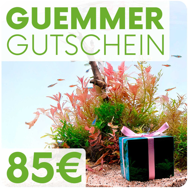 Garnelen-Guemmer Gutschein 85 Euro