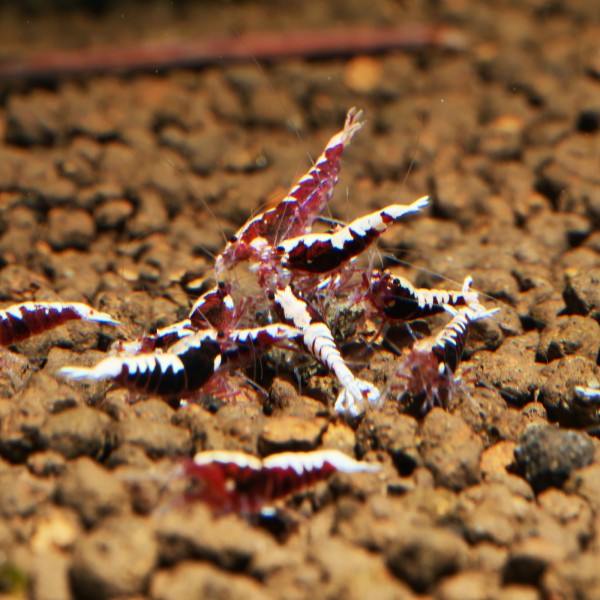 Rote Fishbone Garnele