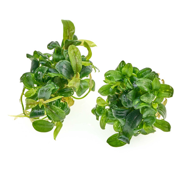 Bucephalandra sp. „Mini Needle Leaf“ - Baby Plant Mini-Ableger