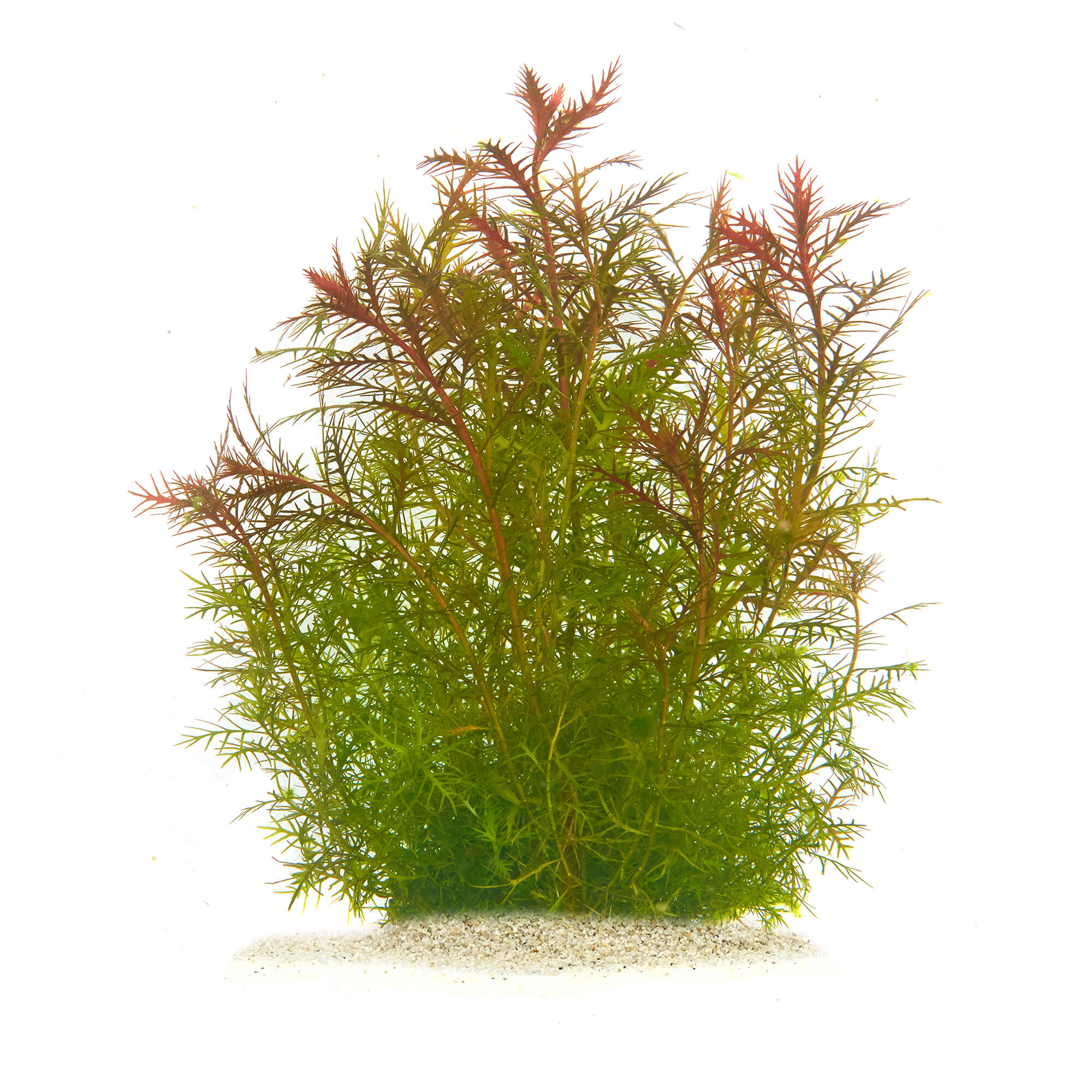 Proserpinacra palustris
