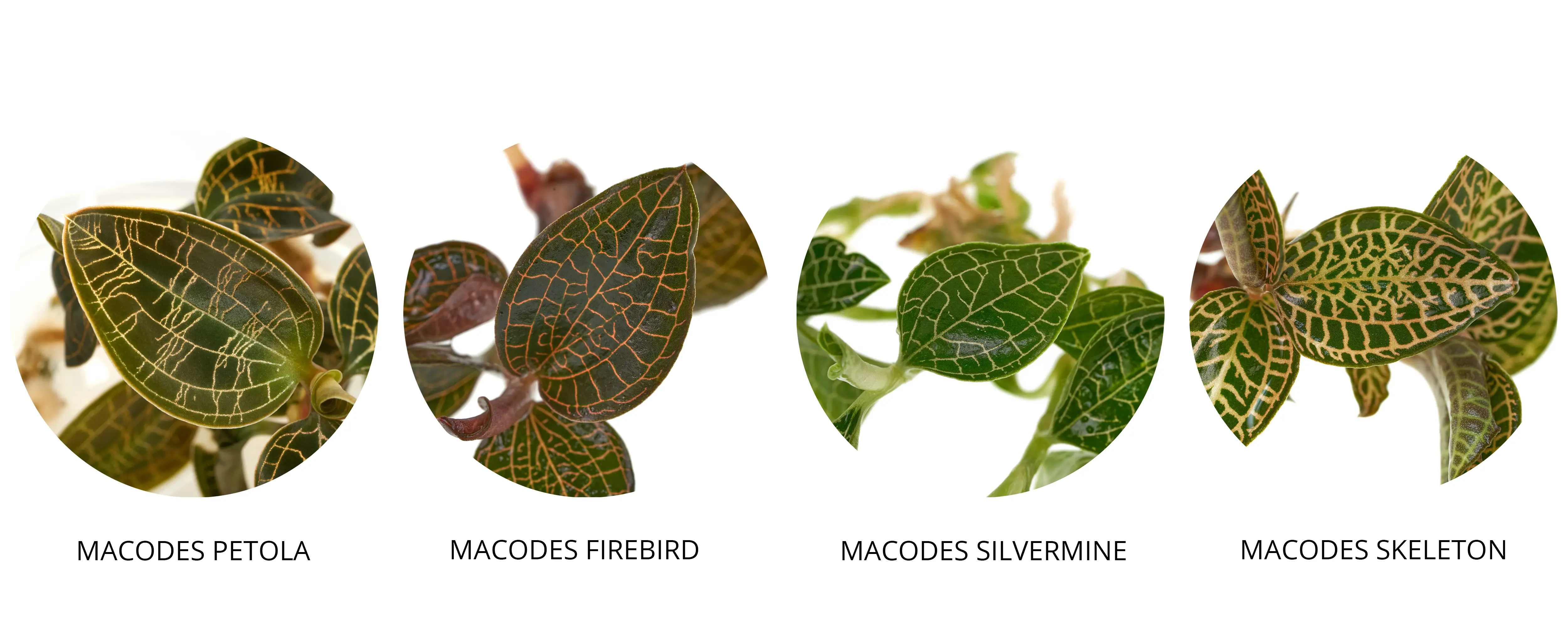 Überischt Juwelorchideen Macodes Arten
