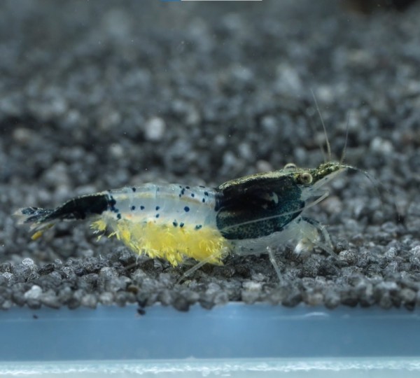 Falscher_Garnelenschimmel_Garnelenalge