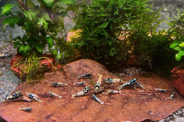 Galaxy Boa Pinto Garnelen Mix schwarz 10er Gruppe