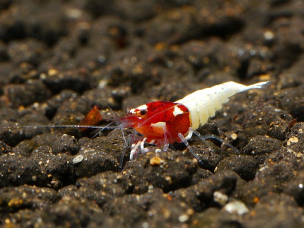 Rote Pinto Bee Garnele - Bienengarnele
