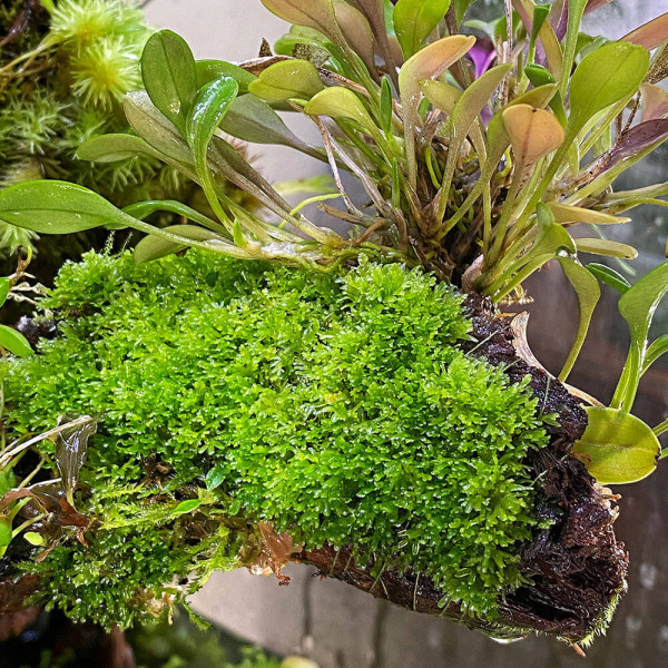 Riccardia chamedryfolia | Korallenmoos - Becher 5,5cm