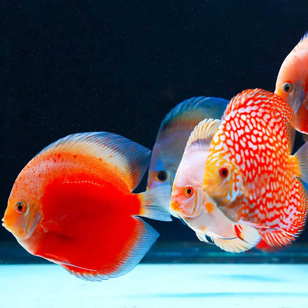 Twinstar G-Line+ Pro | Aquarium LED mit T5/T8 Adapter