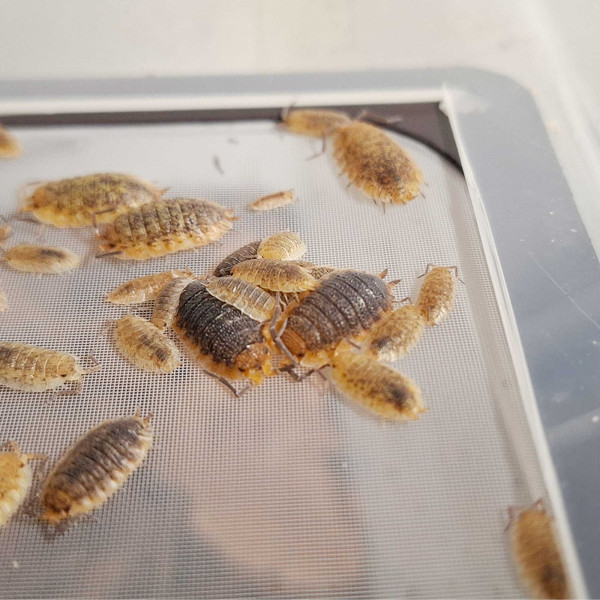 Porcellio sp. "Red Skirt" Assel - DNZ