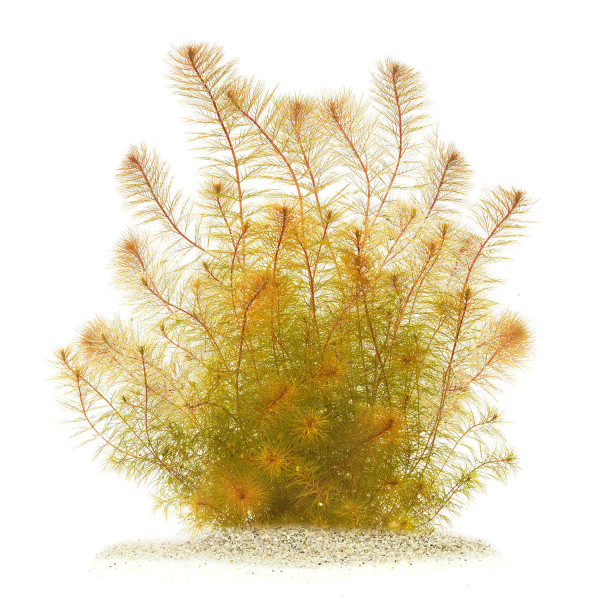 "Feenwald" - Feinfiedrige Aquarium Pflanzen im Set | In-Vitro Set