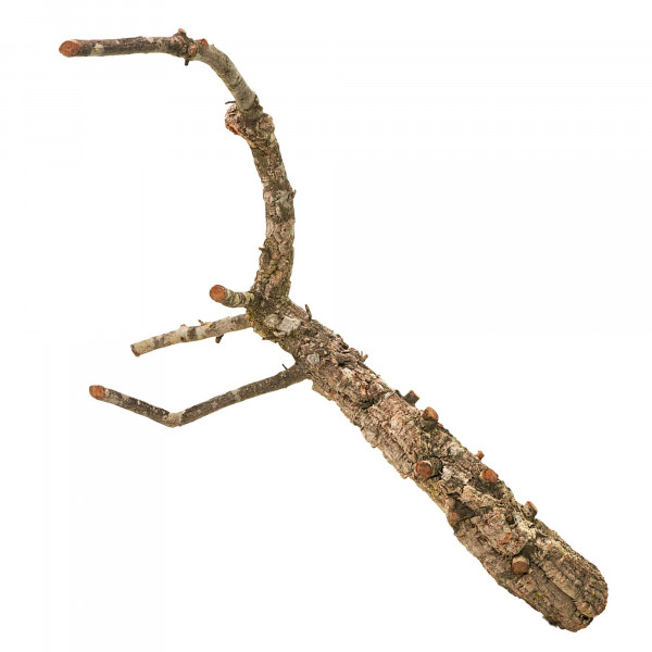 Naturkorkäste für Terrarium| Kork-Tronchos - ca. 60cm Einzeln