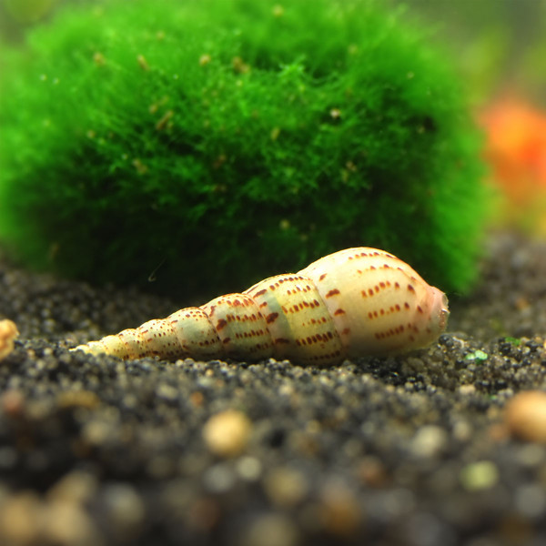 Turmdeckelschnecke | Melanoides tuberculata
