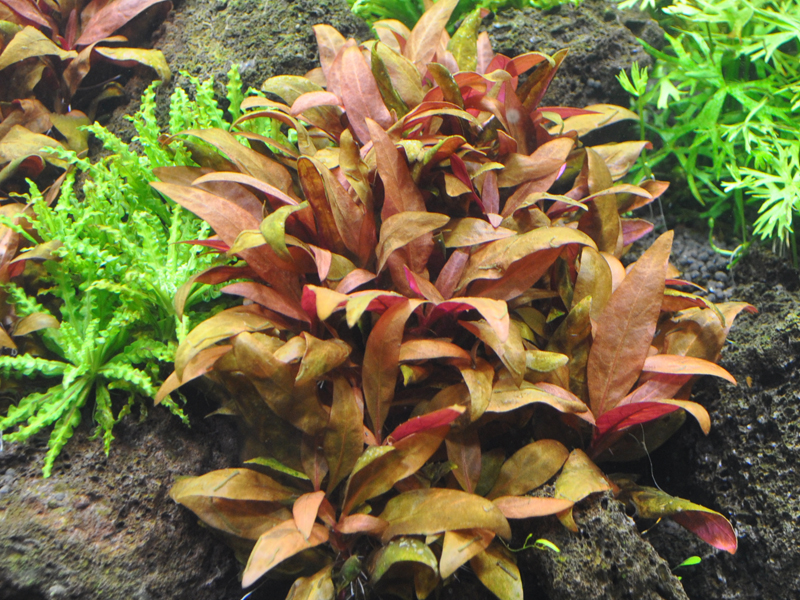 Alternanthera reineckii "Mini" zwischen Lavasteinen im Aquarium