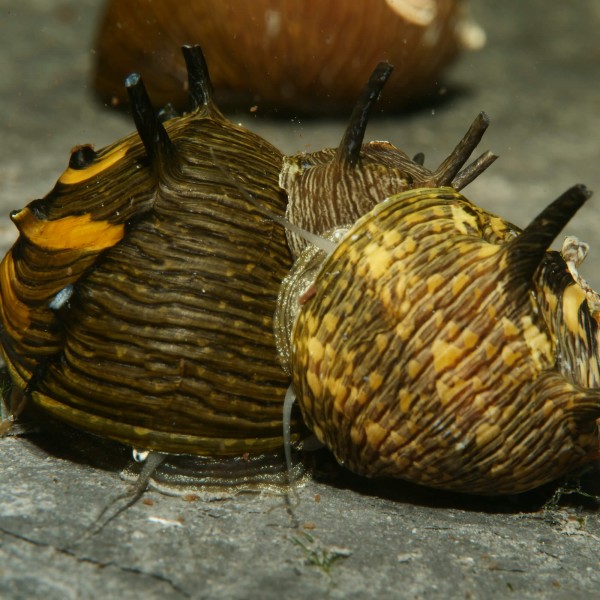 Geweihschnecke SUN Gruppe