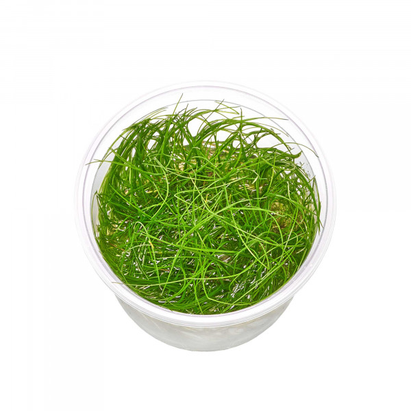 Eleocharis sp. "Montevidensis ADA" | Riesen Nadelsimse - in vitro