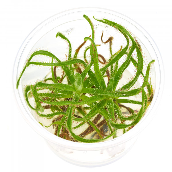 Drosera spiralis in vitro