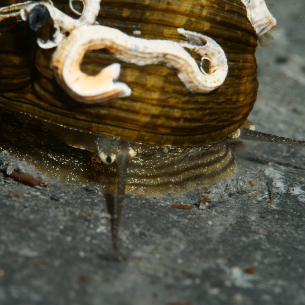 Geweihschnecke SUN