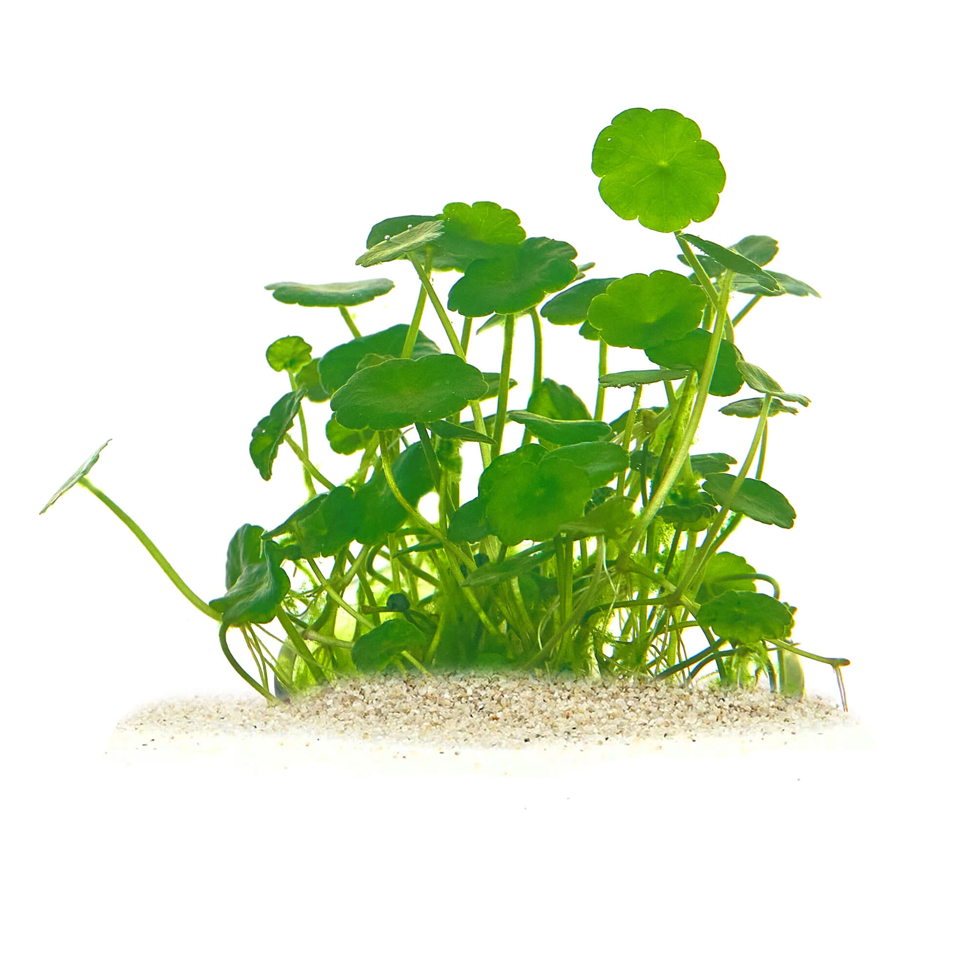 Hydrocotyle verticillata