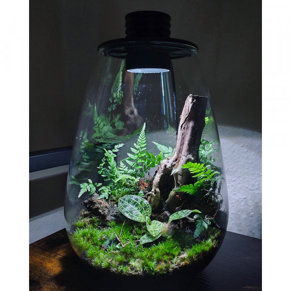 Bioloark Flaschen garten mit Juwelorchidee Macodes petola