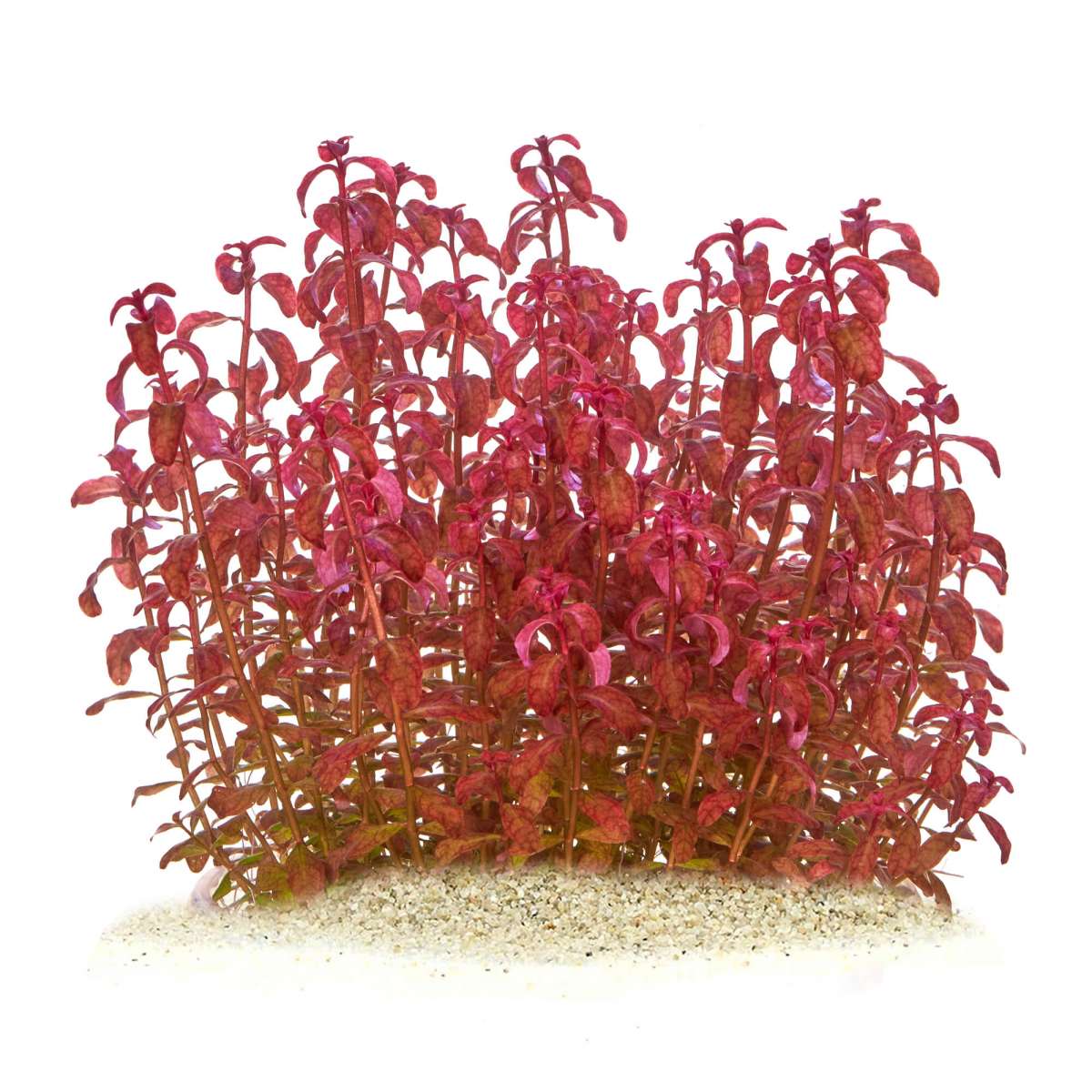 Ludwigia senegalensis