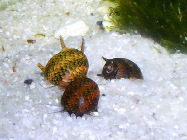 Geweihschnecke Tricolor | Clithon sowerbyana