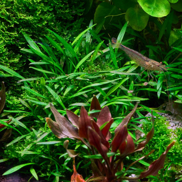 3x Cryptocoryne parva - Kleiner Wasserkelch - in vitro