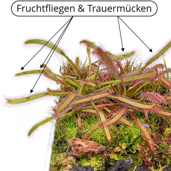 Drosera capenis Kap Sonnentau