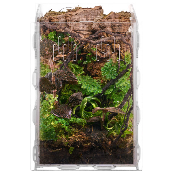 Macodes Anoectochilus roxburghii "Firebird" | Firebird Juwelorchidee - in vitro