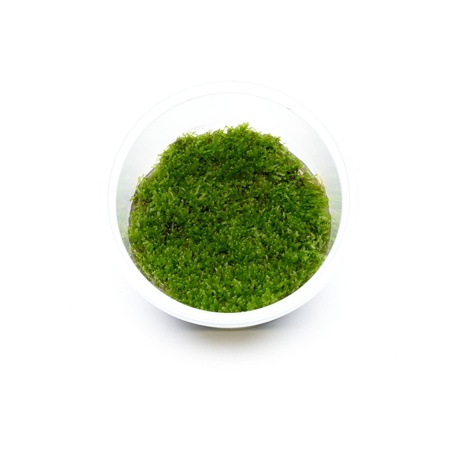 Korallenmoos im 5,5-cm-In-vitro-Becher