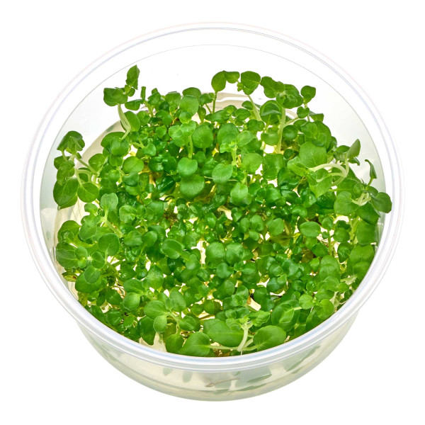 Hygrophila Serphyllum - in vitro 8,5cm