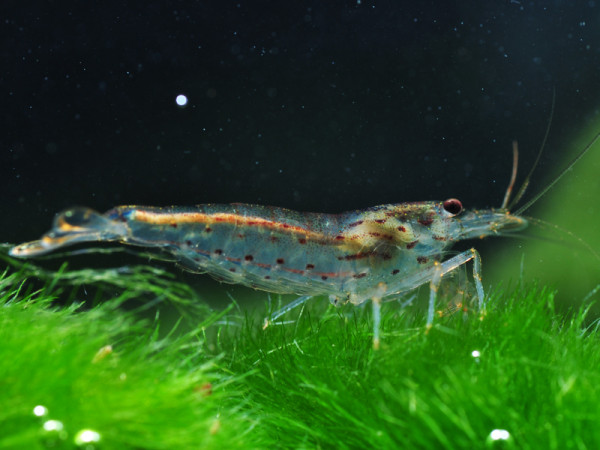 caridina multidentata frisst grüne fadenalgen