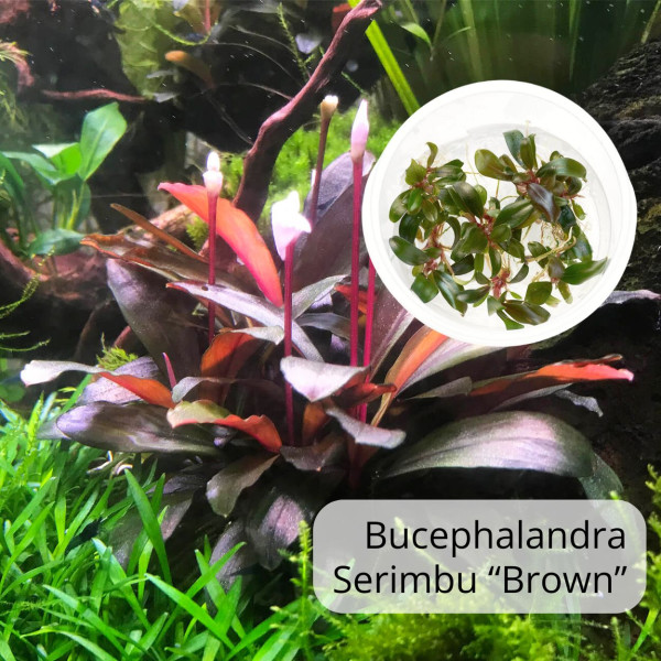 Bucephalandra sp. "Serimbu Brown" - Baby Plant Mini-Ableger