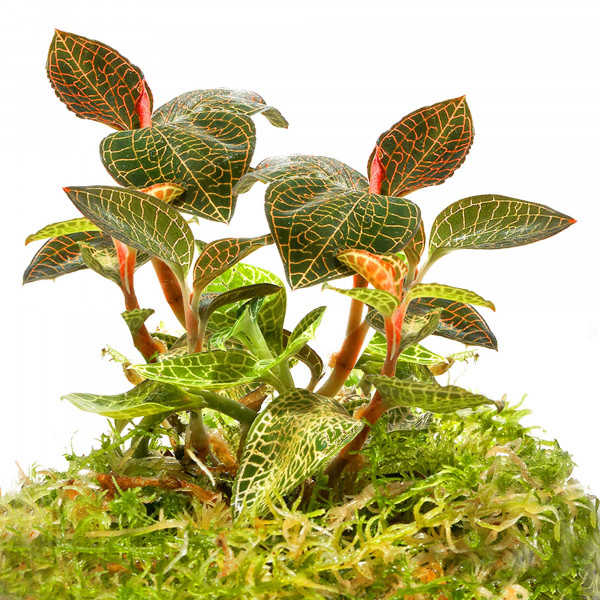 Juwelorchideen Set: 3-4 verschiedene Juwelorchideen (Macodes) | Terrarium - WabiKusa Set