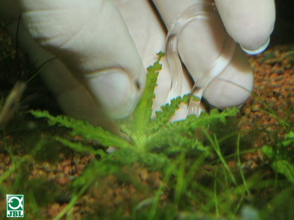 JBL ProScape Plantis Pins