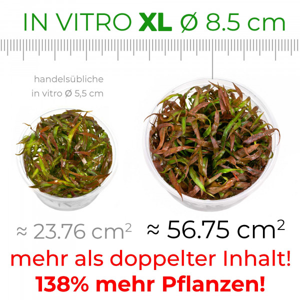 Salvinia minima | Kleiner Büschelfarn - in vitro