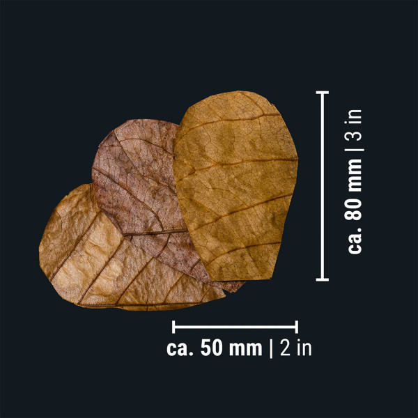 Dennerle Nano Catappa Leaves | Seemandelbaumblätter - 12 Stück