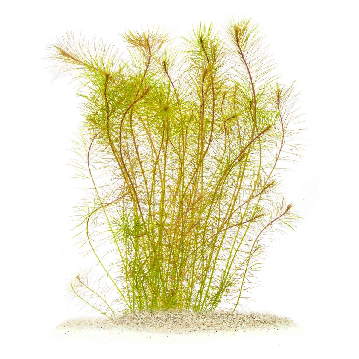 Rotala sp. "Vietnam"