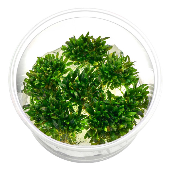 Bucephalandra sp. "Mini Catherinae" - in vitro XL - Ø 8,5cm