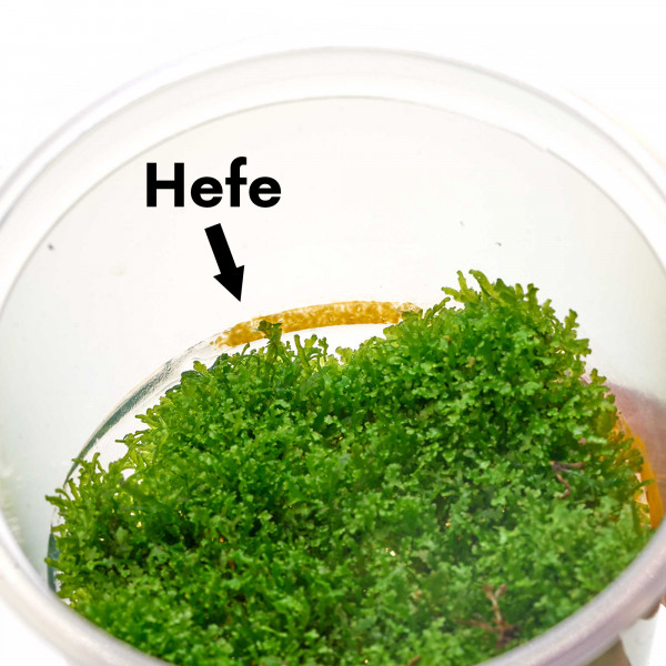 Riccardia chamedryfolia im Becher - Black Weed Edition