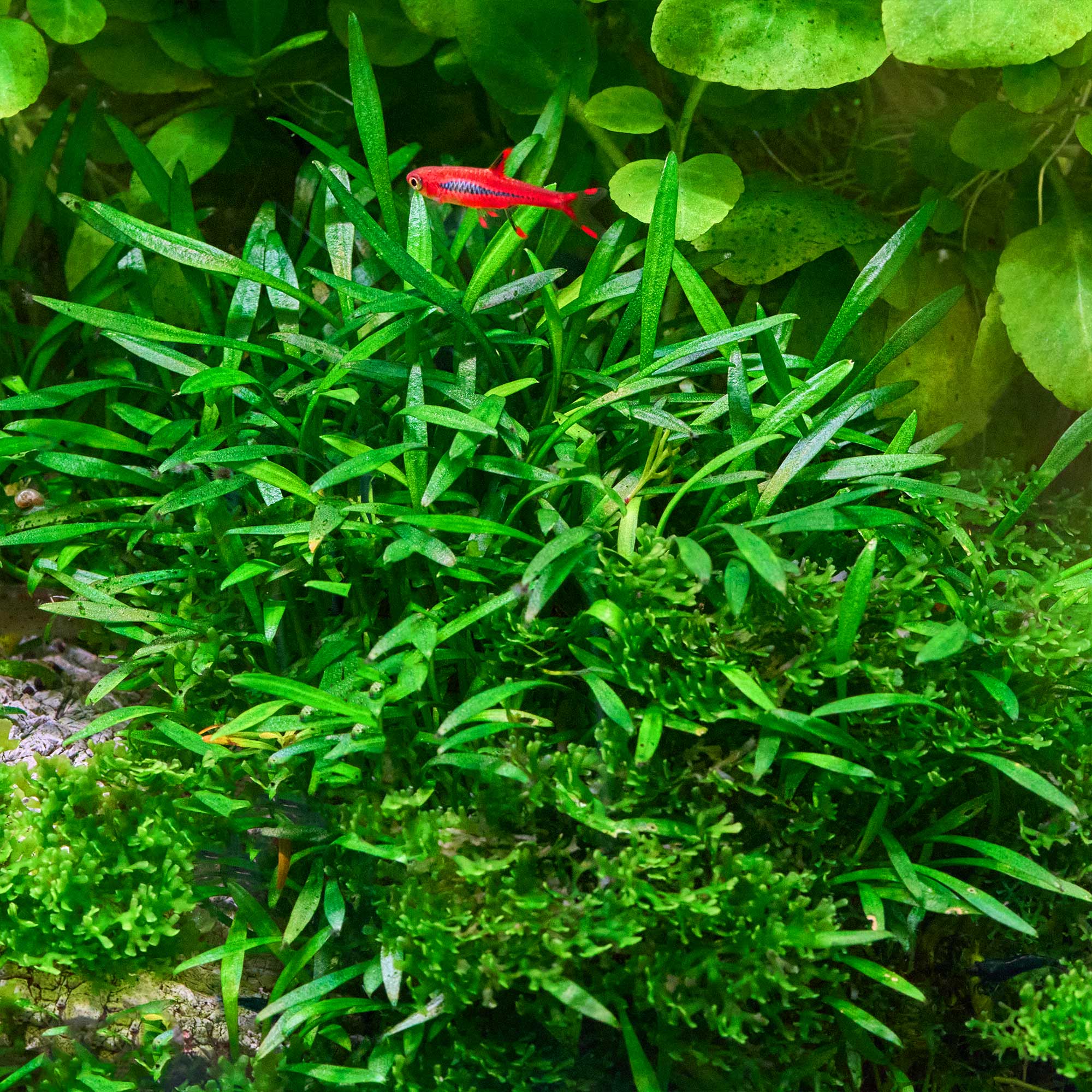 Cryptocoryne parva – Kleiner Wasserkelch