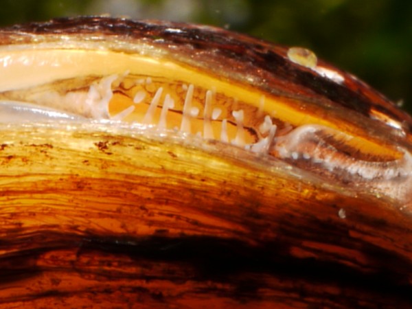 Körbchenmuschel bicolor, Corbicula sp.