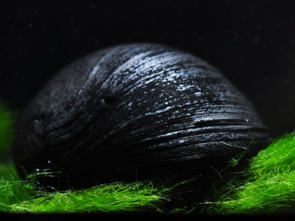 Anthrazit-Napfschnecke | Neritina pulligera