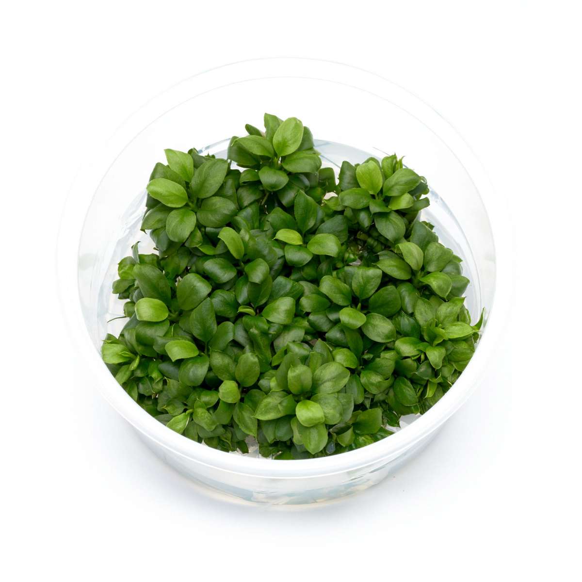 Anubias barteri var. nana "Bonsai" InVitro