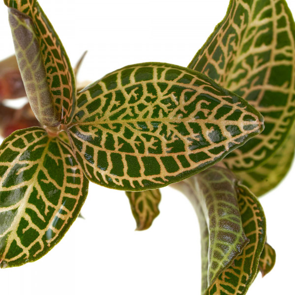 Macodes Anoetochilus Skeleton