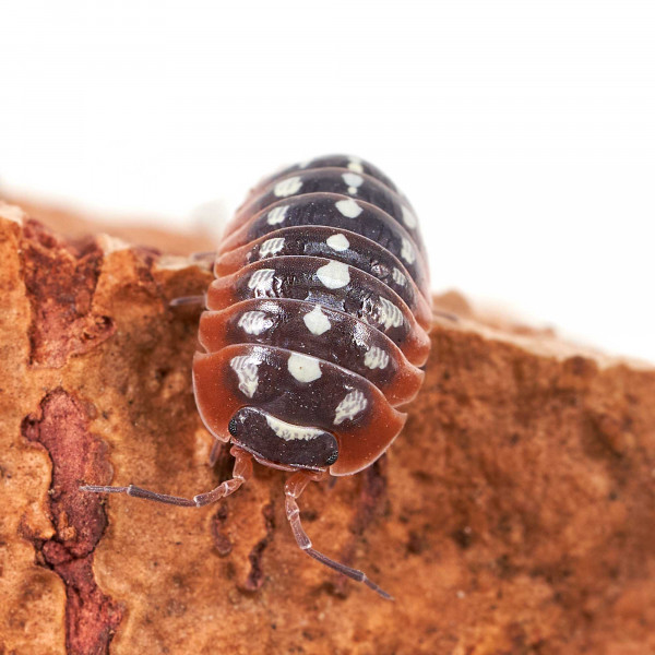 Armadillidium klugii " Montenegro" Assel | DNZ