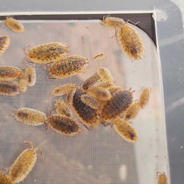 Porcellio sp. "Red Skirt" Assel - DNZ
