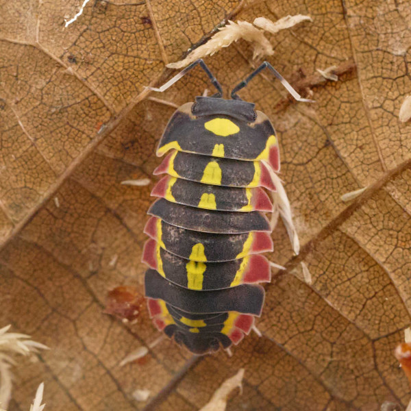 Merulanella sp. "Red Diablo" - DNZ
