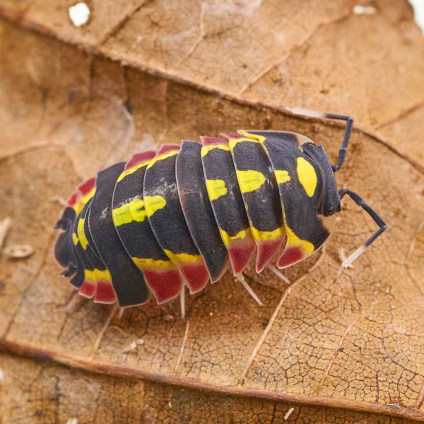 Merulanella sp. "Red Diablo" - DNZ