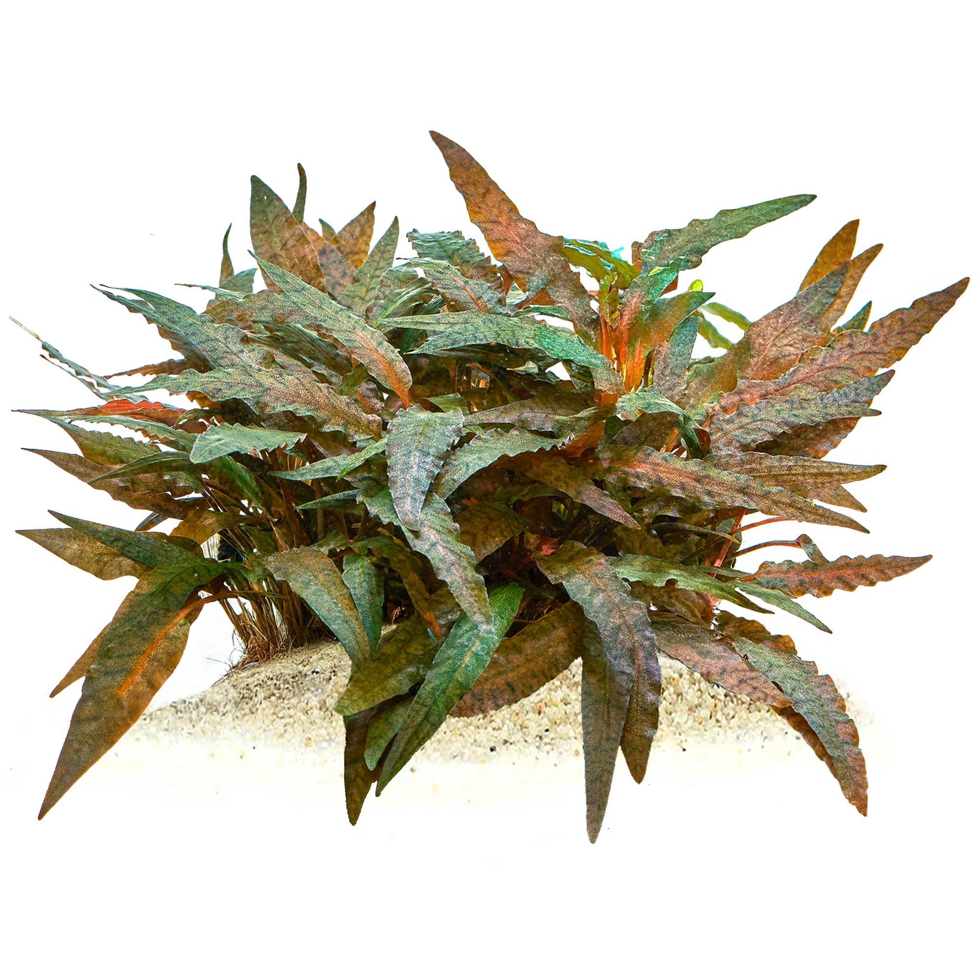 Cryptocoryne Undulata Green