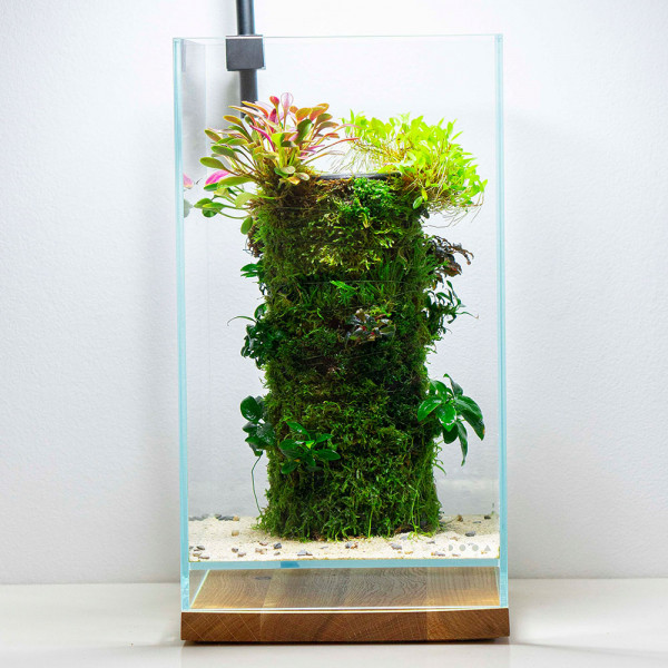 DOOA Terra Base mit Aufsitzerpflanzen und Orchideen