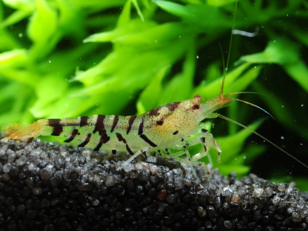 Caridina mariae - Tigergarnele